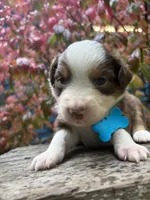 Bourbon, a male Miniature Australian Shepherd for sale in Tacoma, WA – 2 of 4