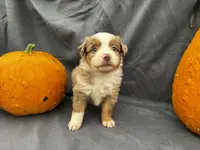 Pumpkin, a male Miniature Australian Shepherd for sale in Tacoma, WA – Photo 2 of 4