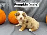 Pumpkin, a male Miniature Australian Shepherd for sale in Tacoma, WA – Photo 3 of 4