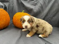 Pumpkin, a male Miniature Australian Shepherd for sale in Tacoma, WA – Photo 4 of 4