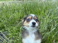 Echo, a female Miniature Australian Shepherd for sale in Tacoma, WA – 3 of 7