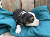 Coco, a female Miniature Australian Shepherd for sale in Tacoma, WA – 2 of 4
