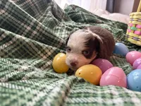 Romeo, a male Miniature Australian Shepherd for sale in Tacoma, WA – Photo 1 of 2
