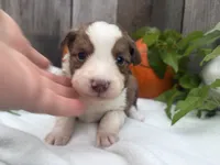 Scooby, a male Miniature Australian Shepherd for sale in Tacoma, WA – 4 of 6