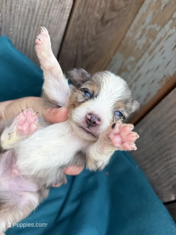Dimitridon – Toy Australian Shepherd puppy for sale in Tacoma, WA