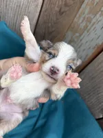 Dimitridon, a male Toy Australian Shepherd for sale in Tacoma, WA – 1 of 4