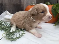 Gizmo, a male Miniature Australian Shepherd for sale in Tacoma, WA – 2 of 5