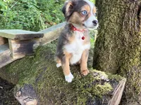 Echo, a female Toy Australian Shepherd for sale in Tacoma, WA – 2 of 7