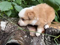Sparkler, a male Toy Australian Shepherd for sale in Tacoma, WA – 5 of 5