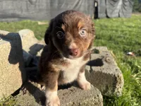 Morigahn La Fey, a female Miniature Australian Shepherd for sale in Tacoma, WA – Photo 2 of 7