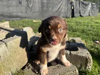 Morigahn La Fey, a female Miniature Australian Shepherd for sale in Tacoma, WA – Photo 4 of 7