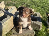 Morigahn La Fey, a female Miniature Australian Shepherd for sale in Tacoma, WA – Photo 7 of 7