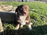 Morigahn La Fey, a female Miniature Australian Shepherd for sale in Tacoma, WA – Photo 3 of 7