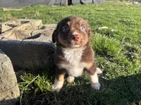 Morigahn La Fey, a female Miniature Australian Shepherd for sale in Tacoma, WA – Photo 5 of 7