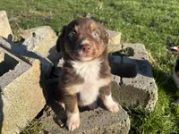 Morigahn La Fey, a female Miniature Australian Shepherd for sale in Tacoma, WA – Photo 6 of 7