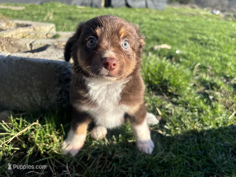Morigahn La Fey, a female Miniature Australian Shepherd for sale in Tacoma, WA – Photo 1 of 7