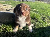 Morigahn La Fey, a female Miniature Australian Shepherd for sale in Tacoma, WA – Photo 1 of 7