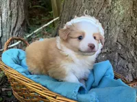 Sparkler, a male Toy Australian Shepherd for sale in Tacoma, WA – 7 of 9