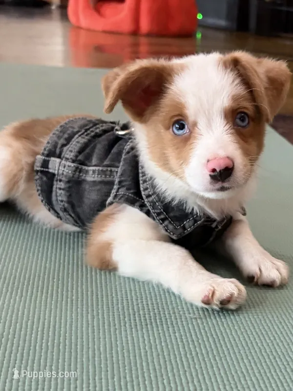 Wrangler – Miniature Australian Shepherd puppy for sale in Tacoma, WA