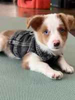 Wrangler, a male Miniature Australian Shepherd for sale in Tacoma, WA – 1 of 8