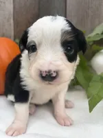 Bandit, a male Miniature Australian Shepherd for sale in Tacoma, WA – 4 of 5