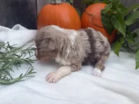 Pumpkin , a female Toy Australian Shepherd for sale in Tacoma, WA – 3 of 5
