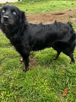Beth, a female Miniature Australian Shepherd for sale in Tacoma, WA – 2 of 3