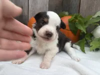 Phantom, a male Miniature Australian Shepherd for sale in Tacoma, WA – 3 of 5