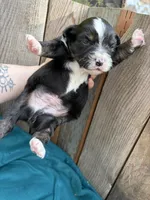 Louis Vuitton , a male Miniature Australian Shepherd for sale in Tacoma, WA – 4 of 4