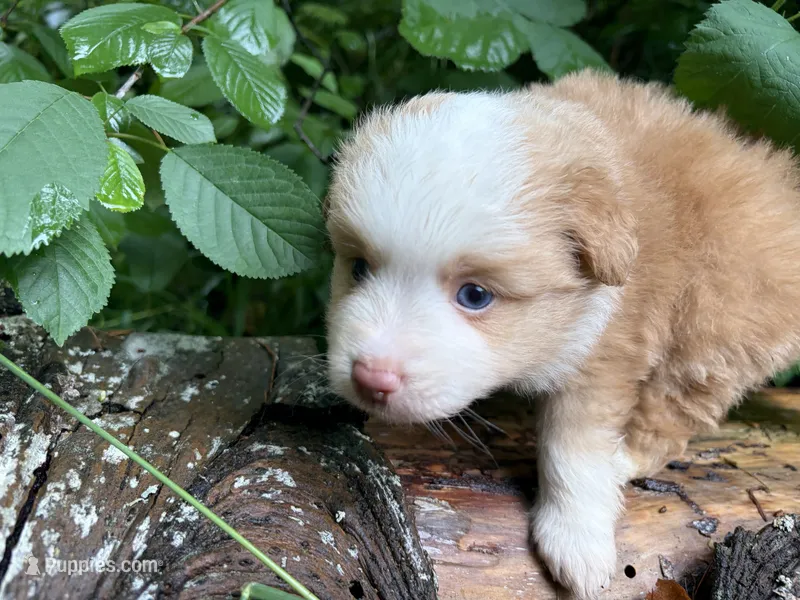 Sparkler – Toy Australian Shepherd puppy for sale in Tacoma, WA