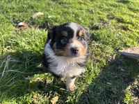 Guinevere, a female Miniature Australian Shepherd for sale in Tacoma, WA – Photo 3 of 6