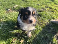 Guinevere, a female Miniature Australian Shepherd for sale in Tacoma, WA – Photo 4 of 6