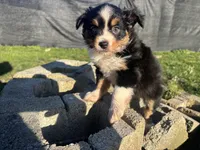 Guinevere, a female Miniature Australian Shepherd for sale in Tacoma, WA – Photo 5 of 6