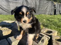 Guinevere, a female Miniature Australian Shepherd for sale in Tacoma, WA – Photo 2 of 6