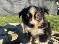 Guinevere, a female Miniature Australian Shepherd for sale in Tacoma, WA – Photo 1 of 6