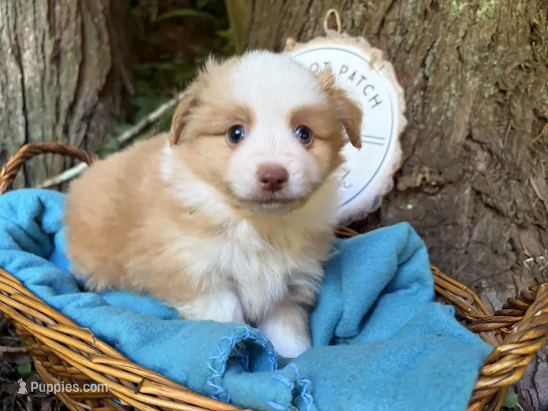 Sparkler – Toy Australian Shepherd puppy for sale in Tacoma, WA