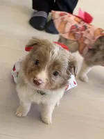 Robin, a male Miniature Australian Shepherd for sale in Tacoma, WA – Photo 2 of 10