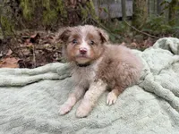 Robin, a male Miniature Australian Shepherd for sale in Tacoma, WA – Photo 6 of 10