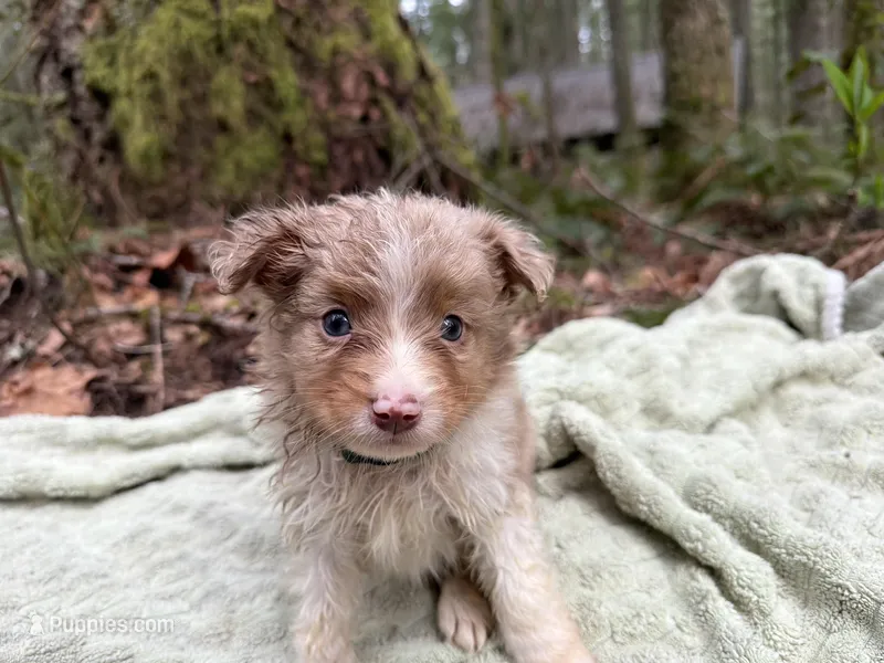 Robin – Miniature Australian Shepherd puppy for sale in Tacoma, WA