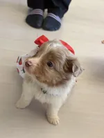 Robin, a male Miniature Australian Shepherd for sale in Tacoma, WA – Photo 7 of 10