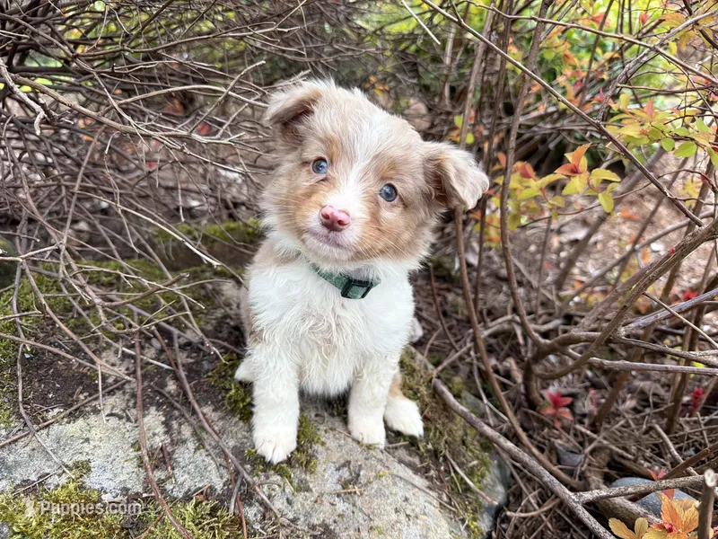 Robin – Miniature Australian Shepherd puppy for sale in Tacoma, WA