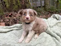 Robin, a male Miniature Australian Shepherd for sale in Tacoma, WA – Photo 3 of 10