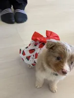 Robin, a male Miniature Australian Shepherd for sale in Tacoma, WA – Photo 4 of 10