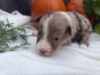 Pumpkin , a female Toy Australian Shepherd for sale in Tacoma, WA – 2 of 5