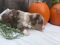 Pumpkin , a female Toy Australian Shepherd for sale in Tacoma, WA – 4 of 5