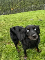 Beth, a female Miniature Australian Shepherd for sale in Tacoma, WA – 3 of 3