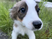 Jasper, a male Miniature Australian Shepherd for sale in Tacoma, WA – 6 of 10