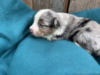 Dimitridon, a male Toy Australian Shepherd for sale in Tacoma, WA – 3 of 4