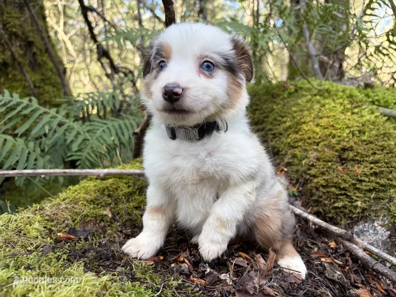 Riff – Miniature Australian Shepherd puppy for sale in Tacoma, WA