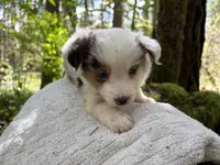 Riff, a male Miniature Australian Shepherd for sale in Tacoma, WA – Photo 6 of 6